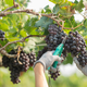 VIDEO: Do bolj trajnostnega vinograda tudi s finančno podporo, preverite možnosti