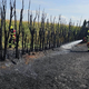 FOTO: Kurjenje vejevja in trave ušlo izpod nadzora, eno osebo zaradi hudih opeklin odpeljali v UKC Maribor