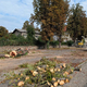 Sedem kostanjev je padlo, posadili jih bodo 12: A kdaj bodo zares nadomestili stari drevored?