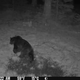 Medved na Pohorju? Pohodnik na poti proti Črnemu jezeru naletel na sveže sledi