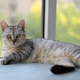 Bi vaša mačka živela dlje in bolj zdravo, če ne bi imela dostopa do zunanjega sveta? Veterinarji pojasnjujejo, kaj je bolje