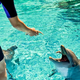 Žalostna računica: v petih mesecih v Las Vegasu poginili trije delfini
