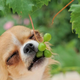 Kaj se zgodi, če pes poje grozdje?