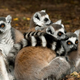 Zaposleni so šokirani: skotili so se štirje pari dvojčkov ogroženih lemurjev (VIDEO)