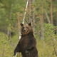 Kamera ujela simpatičen utrinek medveda na Krimu (VIDEO)