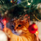 Kako mačko odvrniti od plezanja na božično drevo?