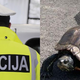 Slovenski policisti navdušili s fotografijo želve