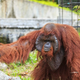 Šokanten posnetek: Orangutan v živalskem vrtu zagrabil obiskovalca