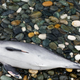 Črnomorska obala polna poginulih ali hudo poškodovanih delfinov – KAJ se dogaja?