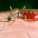 TAKO komarji izvohajo svojo žrtev
