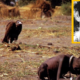 Zakaj fotograf Kevin Carter ni pomagal umirajoči deklici, ki jo je želel pojesti jastreb?