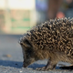 Poglejte, kako je vrana spodbujala ježka, naj vendarle gre s ceste (in mu rešila življenje)