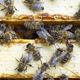Kako mila zima vpliva na čebele?