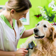 Ste vedeli, da pasja uš prenaša trakuljo, s katero se lahko okuži tudi človek? (Prepoznajte znake)