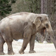 Ste se tudi vi spraševali, zakaj je slonica Ganga v ZOO Ljubljana sama in brez slonjega prijatelja?