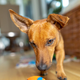 Ideje, kako zaposliti psa v zavetju doma (VIDEO)