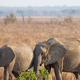 Neverjetno odkritje: sloni so poleg ljudi edina bitja, ki …