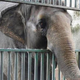 Poginila je "najbolj žalostna" slonica na svetu