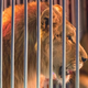 Pobegli lev iz italijanskega cirkusa razjezil javnost: "Dovolj je cirkusov z živalmi!"