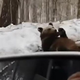 Kaj takega pa še ne! Hrvaški voznik srečal 'črnogorskega' medveda (posnetek vas bo nasmejal do solz)