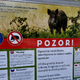 Lovci opozarjajo na hitro širjenje afriške prašičje kuge: "Samo vprašanje časa je, kdaj se bo pojavila tudi v Sloveniji"