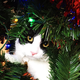 Veterinarji priporočajo, da mačke ne podite stran od božičnega drevesca, pač pa …