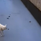 Srčni gasilec življenje rešil psički, ki je obtičala na tankem ledu (poglejte ta posnetek)