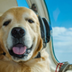 Prvi letalski prevoznik s ponudbo pasje hrane – kaj bodo med oblaki jedli štirinožci?