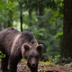 Slovenski medved v Italiji napadel sprehajalca, grozi mu žalosten konec (bizarno, zakaj)