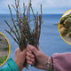 Obilna sezona slastnih špargljev: kje jih najdemo in kako dolgo bodo rasli?