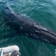 Svet obkroža fotografija kita, ki se je pognal iz oceana čisto blizu ljudi