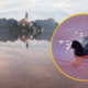 Čudež narave ali človeška napaka? Ko Blejsko jezero čez noč spremeni barvo