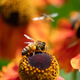 Veste, kako ravnati, če vas pičita osa ali čebela? (številni počnejo veliko napako)
