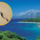 Dopust kot iz pekla: kopalce na hrvaški plaži presenetila kača (bila je hitra kot blisk)