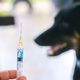 Ne spreglejte: začasna novost na področju cepljenja psov proti steklini