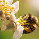 Zakaj so čebele izjemnega pomena za človeštvo: od njih je odvisna vsaka tretja žlica naše hrane