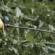 Bo Slovenija kot prva v EU prepovedala strupen herbicid, ki je pogosto v našem sadju in zelenjavi?