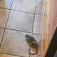 Zdravstveni alarm: miši in podgane v priljubljenem ljubljanskem lokalu, ki je na robu higienske katastrofe (FOTO)