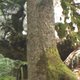 'Skrita' kamera razkrila čudovit prizor iz slovenskega gozda