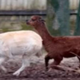 V ljubljanski živalski vrt je prišel mladi samec alpake iz Italije: poglejte, kako (neuspešno) poskuša osvojiti slovenske samičke (VIDEO)