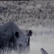 Čustveno srečanje: moški se spet sreča z nosorogom, ki ga je vzgajal kot mladička (VIDEO)