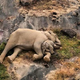 Prizor, ki ga ne boste nikoli pozabili: slonji mladiček v maminem objemu po njuni ponovni združitvi