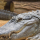 Neverjetno, kaj so v živalskem vrtu našli v aligatorjevem želodcu (krivi so obiskovalci)
