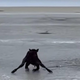Teliček obtičal sredi zamrznjenega jezera – poglejte, kaj je naredil moški …