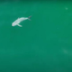 Odkrit 'sveti gral': prvič posneli pravkar rojenega mladička belega morskega psa (poglejte posnetek)