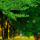 Sistematični pregledi dreves: Celje skrbi za zdravje svojega zelenja