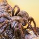 V Sloveniji na ogled največji pajek in najbolj strupen škorpijon na svetu (pa še marsikaj drugega)