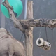 Ste že kdaj videli, kako razigrana je lahko slonica Ganga iz ZOO Ljubljana? (Poglejte ta posnetek)