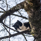 Reševalna drama v Mariboru: pogrešano mačko našli kar 17 metrov visoko na drevesu!