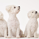 Odprli prvo evropsko kliniko za kloniranje živali: največ povpraševanja je za pse